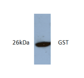 Western Blot - Anti-GST Antibody (AI80014) - Antibodies.com