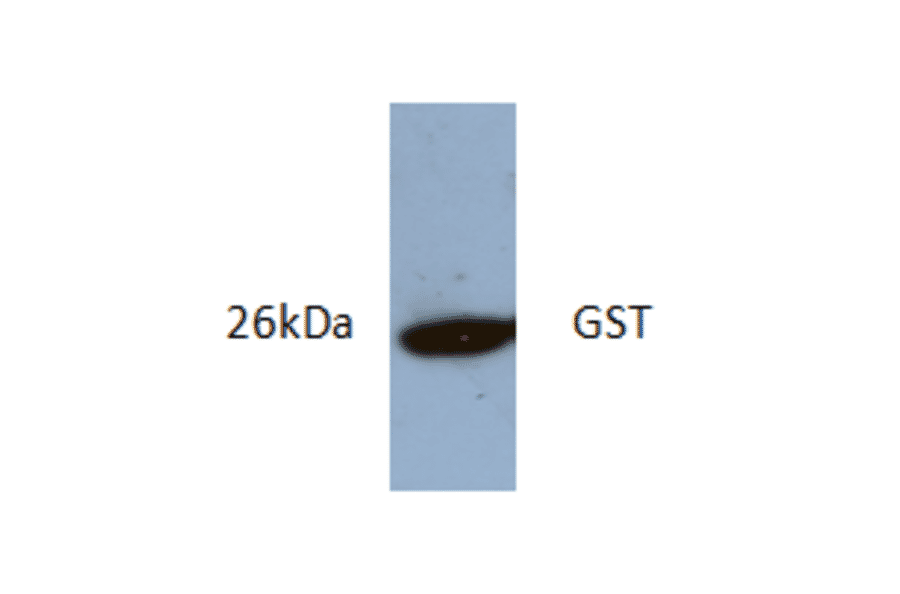 Western Blot - Anti-GST Antibody (AI80014) - Antibodies.com