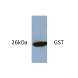 Western Blot - Anti-GST Antibody (AI80014) - Antibodies.com