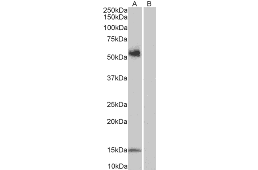 Western Blot - Anti-CD14 Antibody (A320050) - Antibodies.com