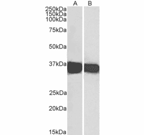 Western Blot - Anti-GAPDH Antibody (A320052) - Antibodies.com