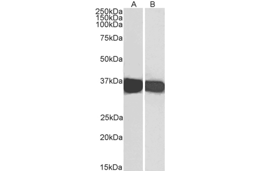 Western Blot - Anti-GAPDH Antibody (A320052) - Antibodies.com