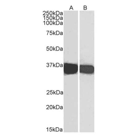 Western Blot - Anti-GAPDH Antibody (A320052) - Antibodies.com