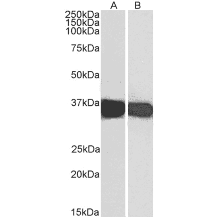 Western Blot - Anti-GAPDH Antibody (A320052) - Antibodies.com