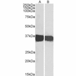 Western Blot - Anti-GAPDH Antibody (A320052) - Antibodies.com