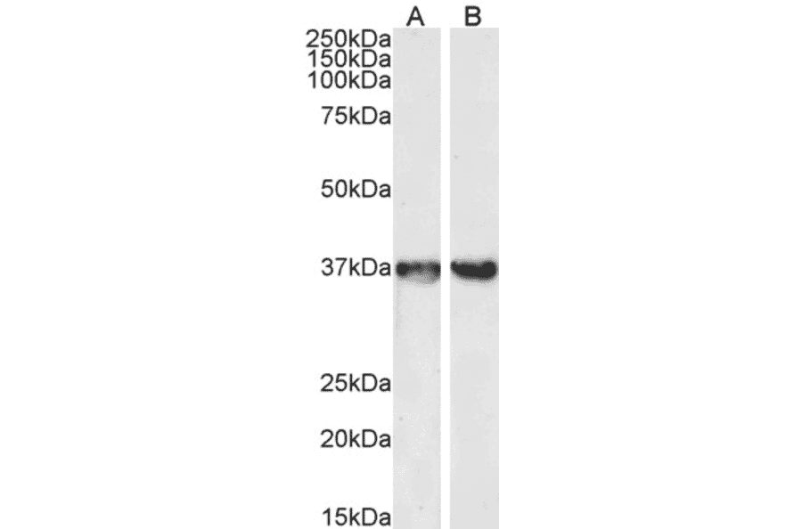 Western Blot - Anti-GAPDH Antibody (A320052) - Antibodies.com
