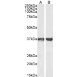 Western Blot - Anti-GAPDH Antibody (A320052) - Antibodies.com
