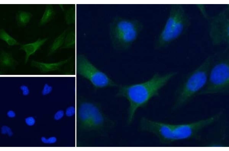Immunofluorescence  - Anti-GAPDH Antibody (A320052) - Antibodies.com