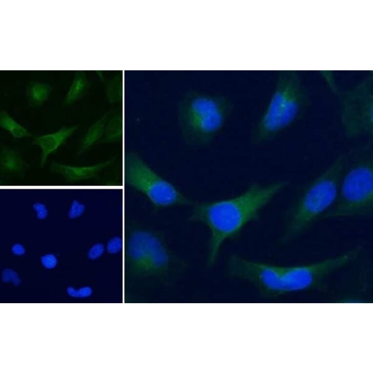 Immunofluorescence  - Anti-GAPDH Antibody (A320052) - Antibodies.com