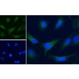 Immunofluorescence  - Anti-GAPDH Antibody (A320052) - Antibodies.com