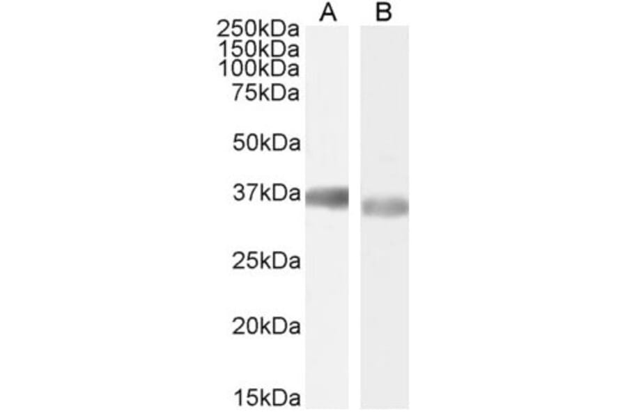 Western Blot - Anti-GAPDH Antibody (A320052) - Antibodies.com