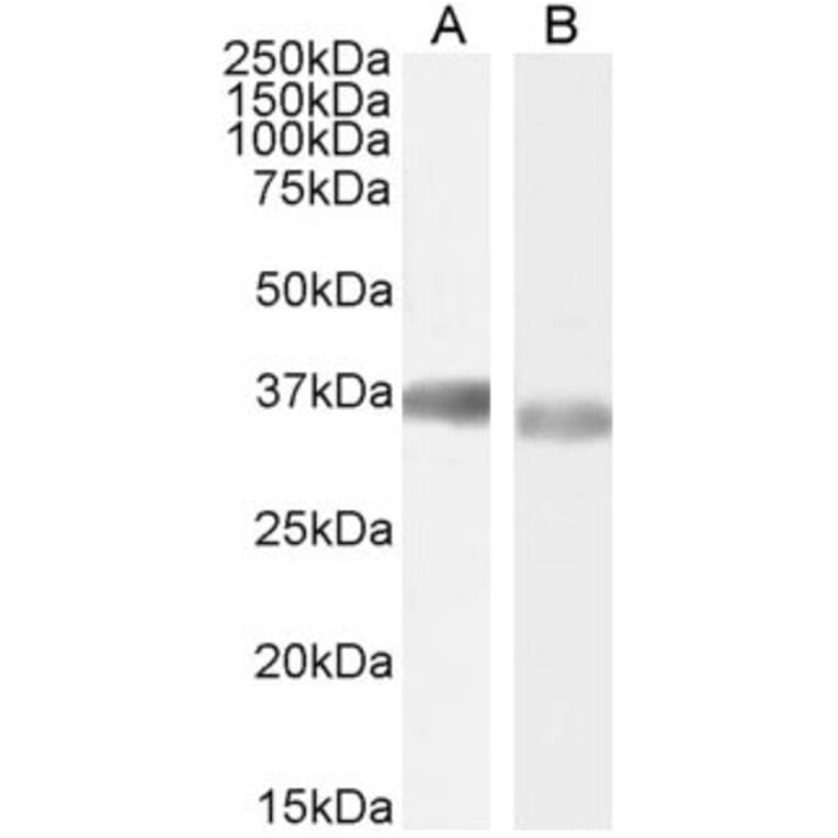 Western Blot - Anti-GAPDH Antibody (A320052) - Antibodies.com
