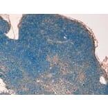 Immunohistochemistry - Anti-STAT3 Antibody (A320057) - Antibodies.com