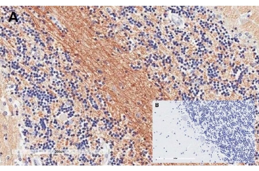 Immunohistochemistry - Anti-SNAP25 Antibody (A320061) - Antibodies.com