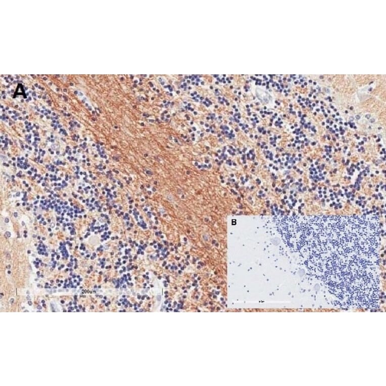 Immunohistochemistry - Anti-SNAP25 Antibody (A320061) - Antibodies.com