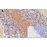 Immunohistochemistry - Anti-SNAP25 Antibody (A320061) - Antibodies.com