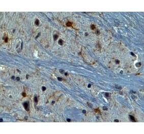 Immunohistochemistry - Anti-AIF1 Antibody (A320074) - Antibodies.com