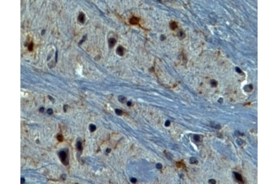Immunohistochemistry - Anti-AIF1 Antibody (A320074) - Antibodies.com