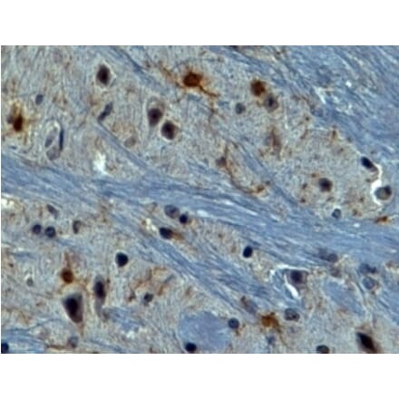 Immunohistochemistry - Anti-AIF1 Antibody (A320074) - Antibodies.com
