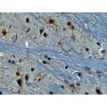 Immunohistochemistry - Anti-AIF1 Antibody (A320074) - Antibodies.com