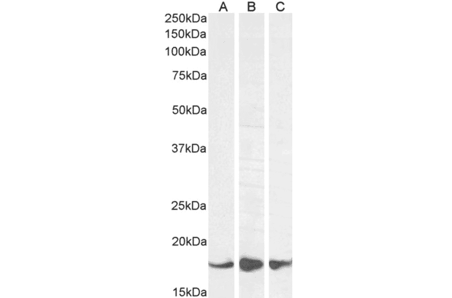 Western Blot - Anti-AIF1 Antibody (A320074) - Antibodies.com