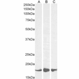 Western Blot - Anti-AIF1 Antibody (A320074) - Antibodies.com