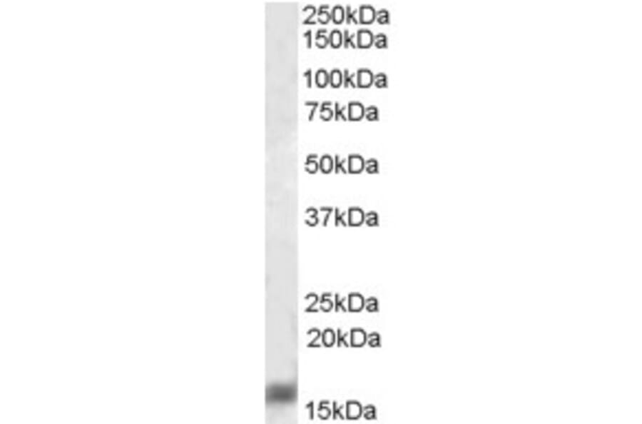 Western Blot - Anti-AIF1 Antibody (A320074) - Antibodies.com