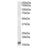Western Blot - Anti-AIF1 Antibody (A320074) - Antibodies.com