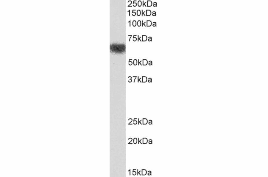 Western Blot - Anti-AMPK alpha 2 Antibody (A320088) - Antibodies.com