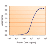 ELISA - Anti-AMPK alpha 2 Antibody (A320088) - Antibodies.com
