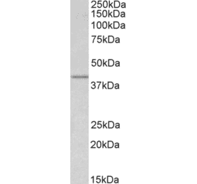 Western Blot - Anti-Wnt3 Antibody (A320092) - Antibodies.com