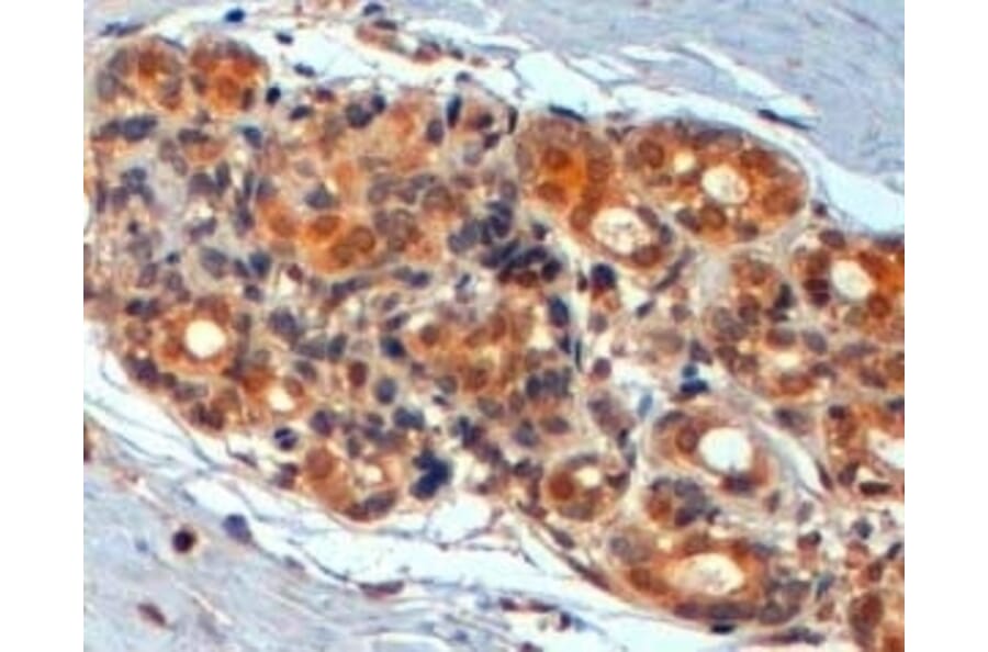 Immunohistochemistry - Anti-Wnt3 Antibody (A320092) - Antibodies.com