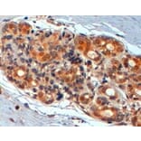 Immunohistochemistry - Anti-Wnt3 Antibody (A320092) - Antibodies.com