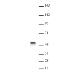 Western Blot - Anti-BAF53b Antibody (A320097) - Antibodies.com