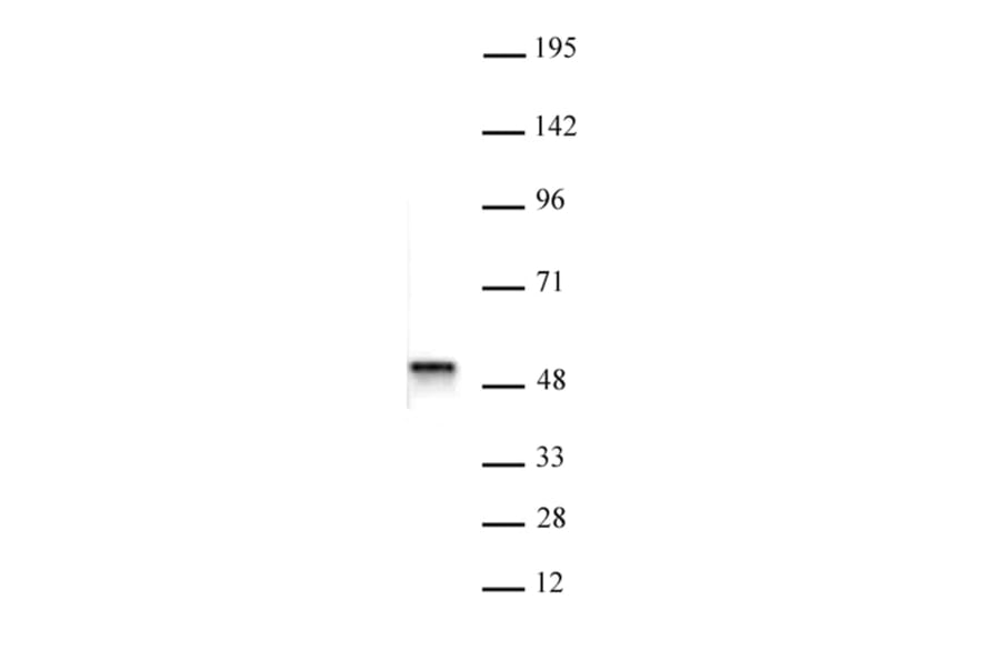 Western Blot - Anti-BAF53b Antibody (A320097) - Antibodies.com