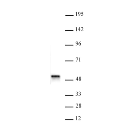 Western Blot - Anti-BAF53b Antibody (A320097) - Antibodies.com