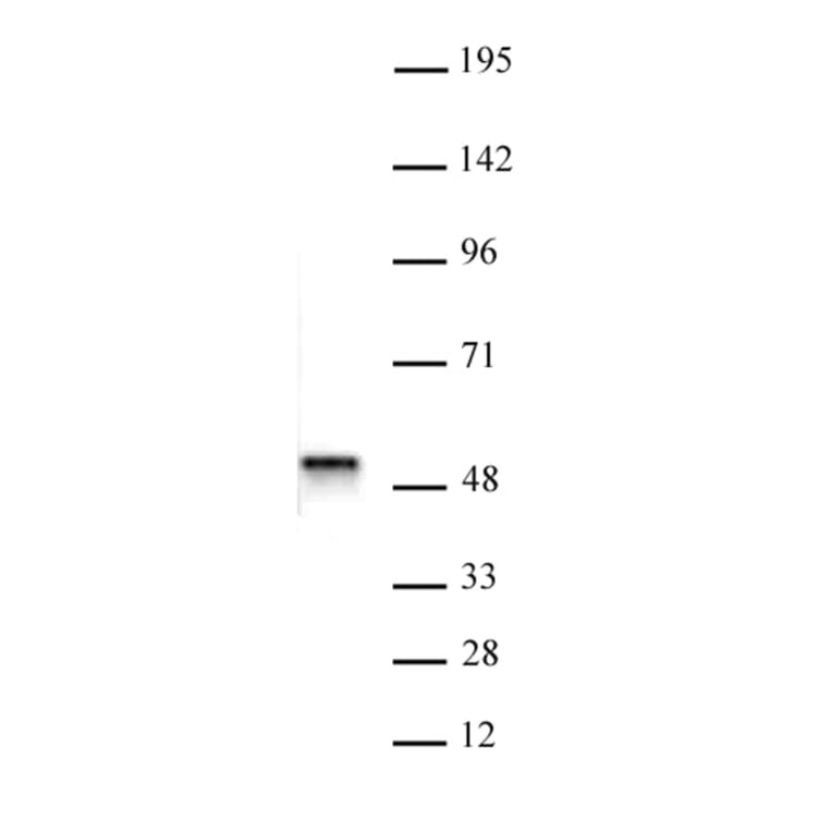 Western Blot - Anti-BAF53b Antibody (A320097) - Antibodies.com