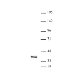 Western Blot - Anti-ATF1 Antibody (A320099) - Antibodies.com