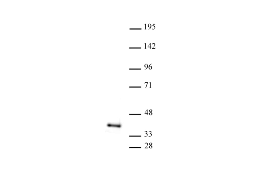 Western Blot - Anti-ATF1 Antibody (A320099) - Antibodies.com