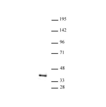 Western Blot - Anti-ATF1 Antibody (A320099) - Antibodies.com