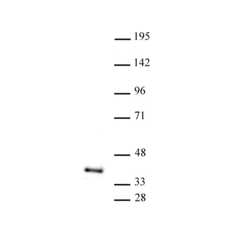 Western Blot - Anti-ATF1 Antibody (A320099) - Antibodies.com