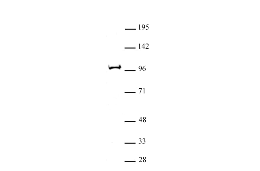 Western Blot - Anti-BAP1 Antibody (A320100) - Antibodies.com