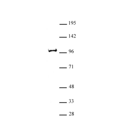 Western Blot - Anti-BAP1 Antibody (A320100) - Antibodies.com