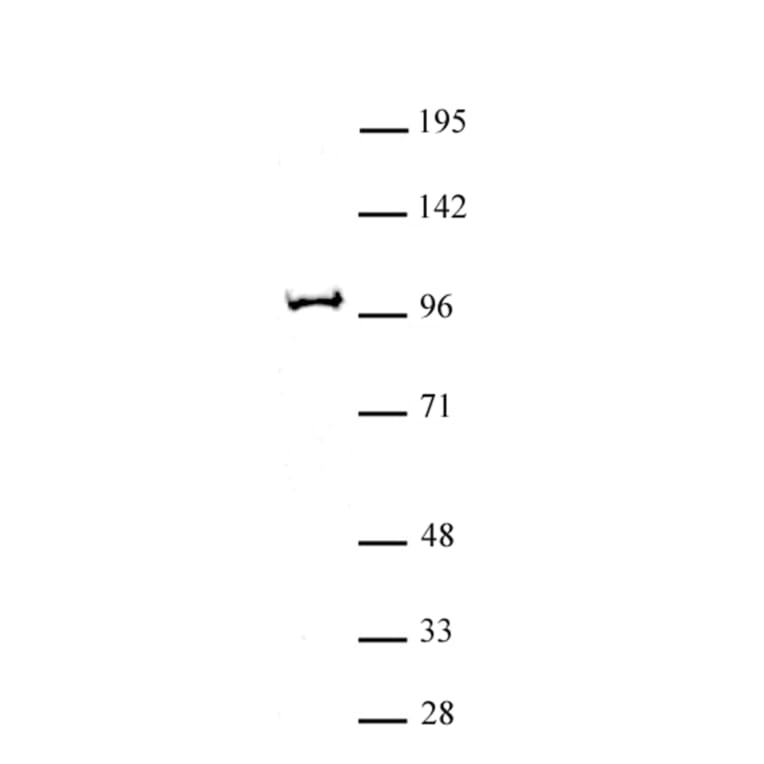 Western Blot - Anti-BAP1 Antibody (A320100) - Antibodies.com