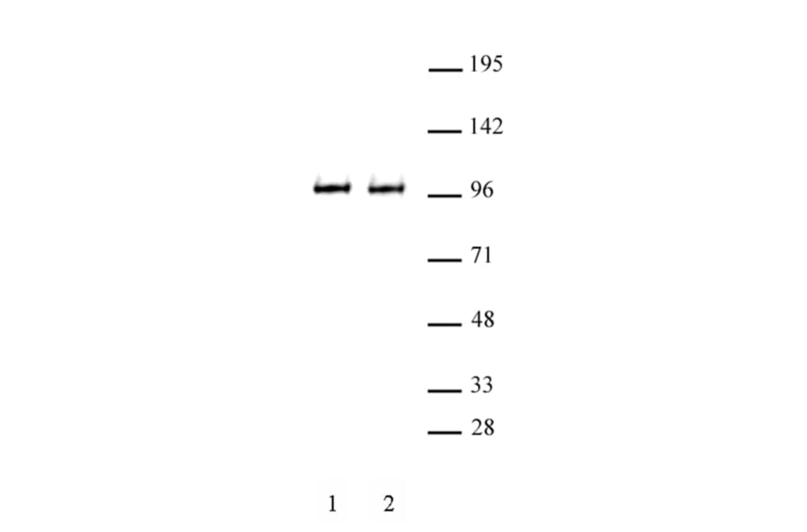 Western Blot - Anti-BRD3 Antibody (A320102) - Antibodies.com
