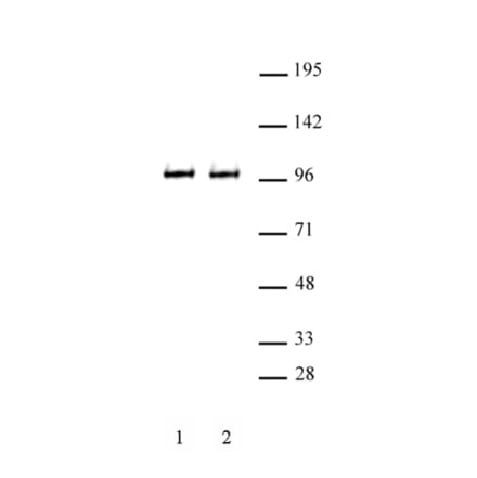 Western Blot - Anti-BRD3 Antibody (A320102) - Antibodies.com