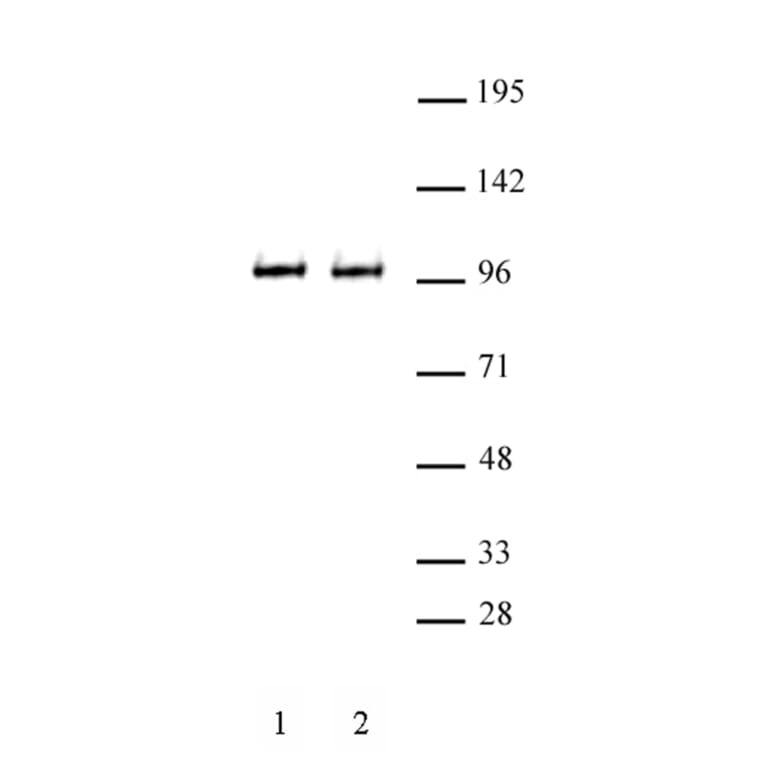 Western Blot - Anti-BRD3 Antibody (A320102) - Antibodies.com