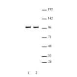 Western Blot - Anti-BRD3 Antibody (A320102) - Antibodies.com