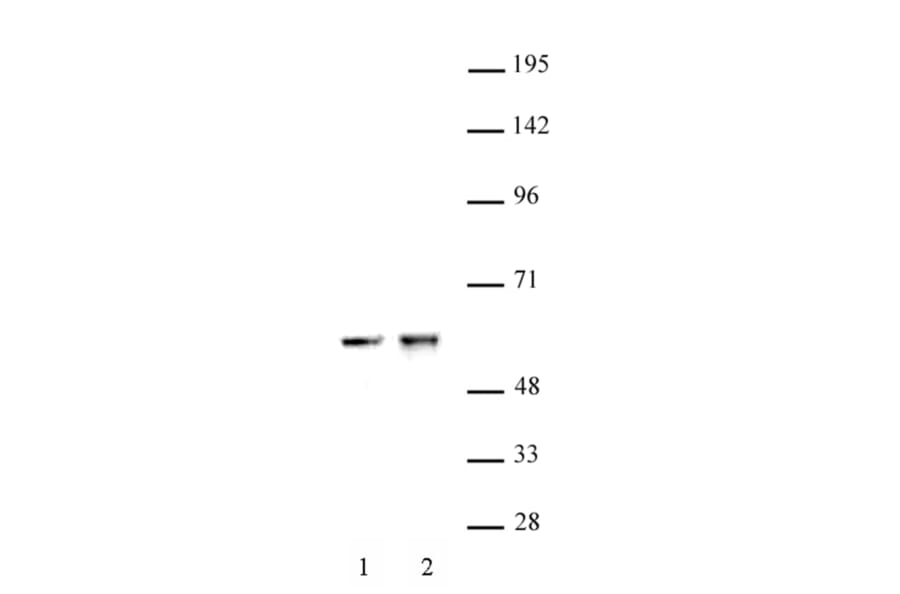 Western Blot - Anti-Cdk8 Antibody (A320104) - Antibodies.com