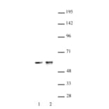 Western Blot - Anti-Cdk8 Antibody (A320104) - Antibodies.com